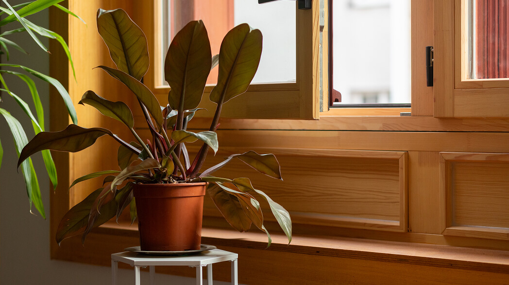 Matériaux biosourcés