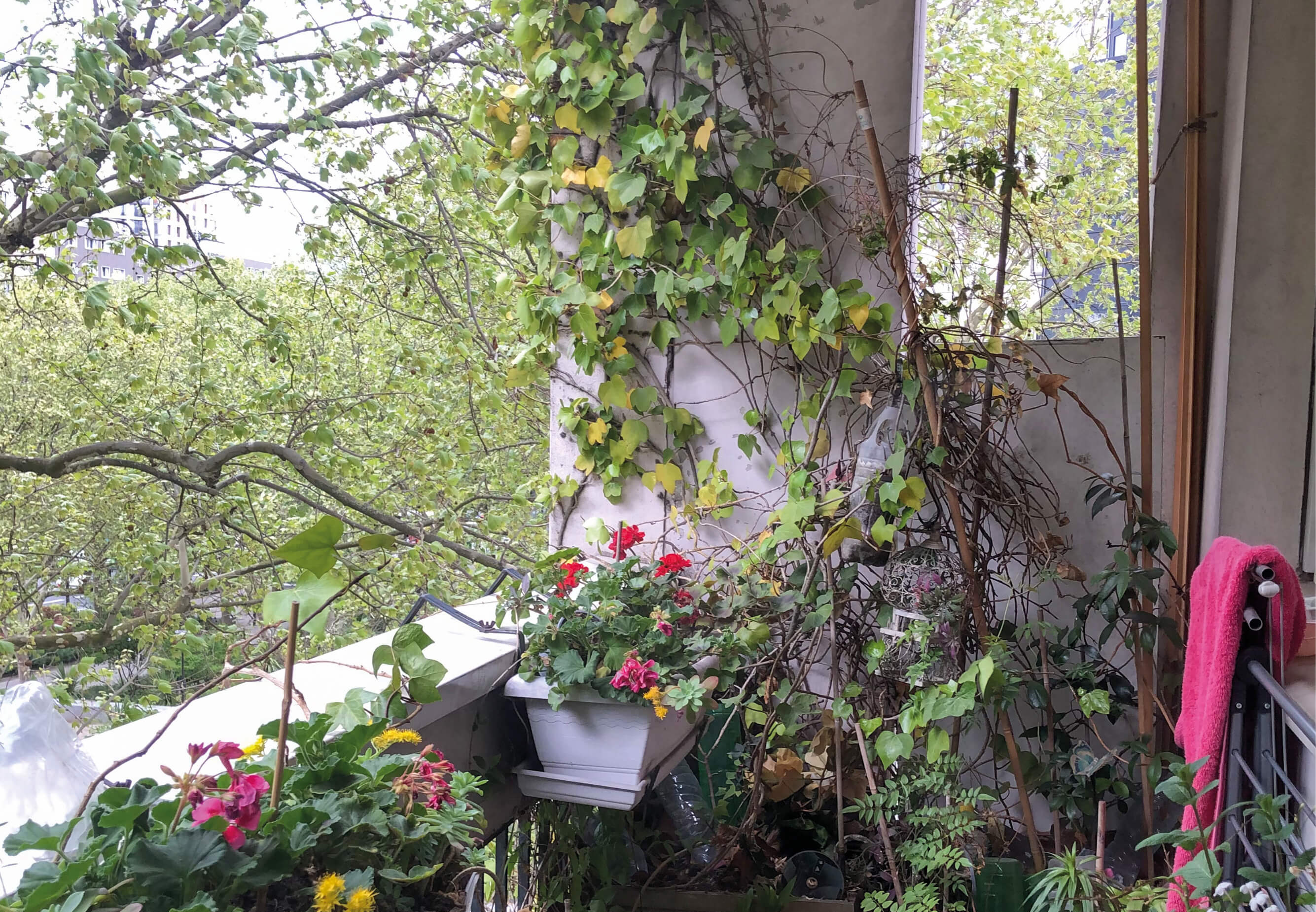 Photo d’un balcon très fleuri avant la restructuration et rehabilitation plan climat rue Boucry