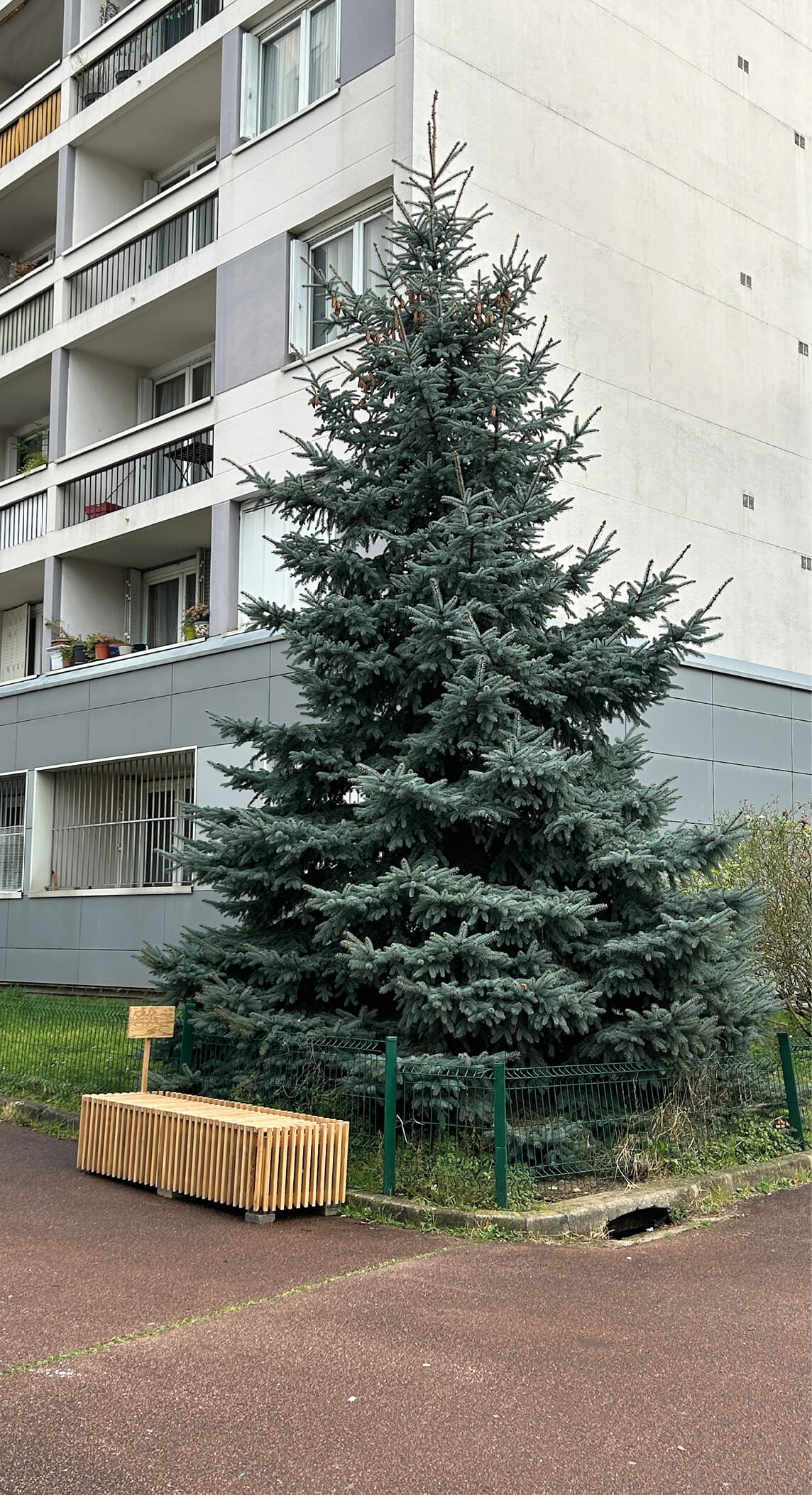 Photo d’un sapin au pied d’un immeuble rue Boucry avant la restructuration et réhabilitation plan climat rue Boucry